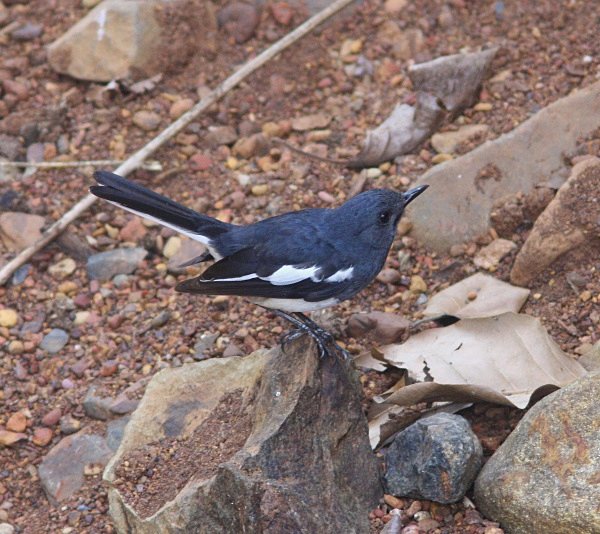 Magpie Robin - Indian Birds