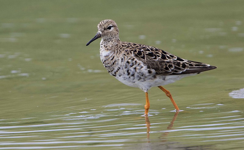 Ruff - Lesvos 2015