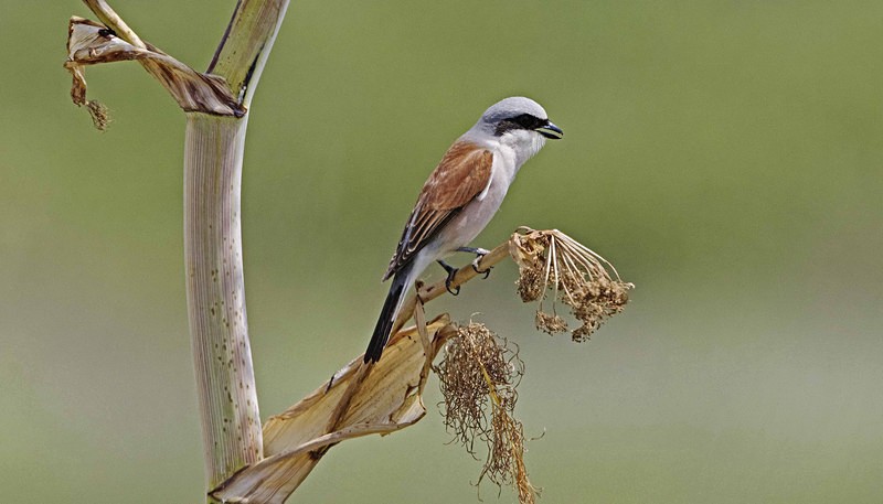 Male Red Backed Shrike. - Lesvos, Spring 2017