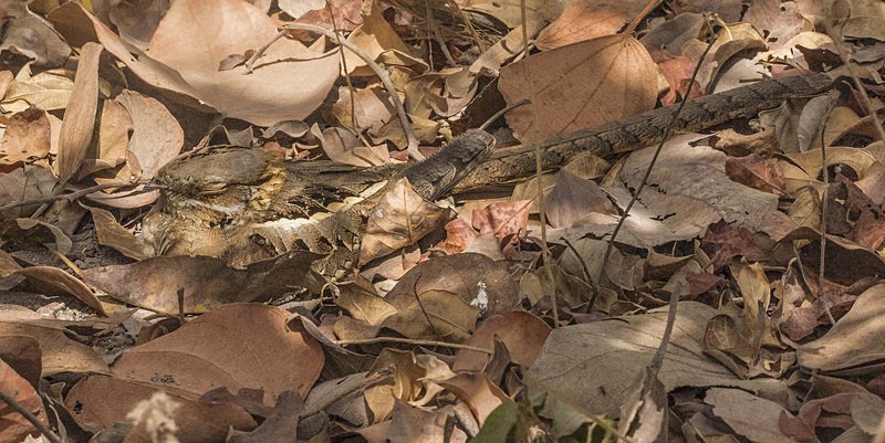 Long Tailed Nightjar. - The Gambia 2018