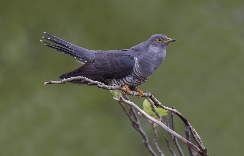 Male Cuckoo - Cuckoos