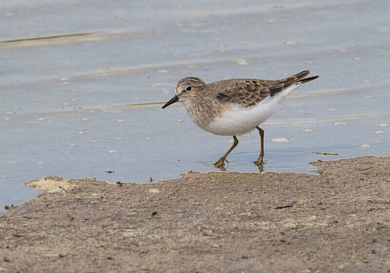 Temmincks Stint - Lesvos April/May 2023