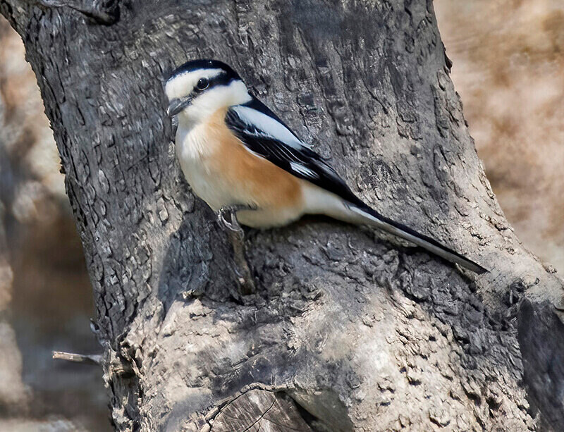 Masked Shrike. - Lesvos April/May 2023