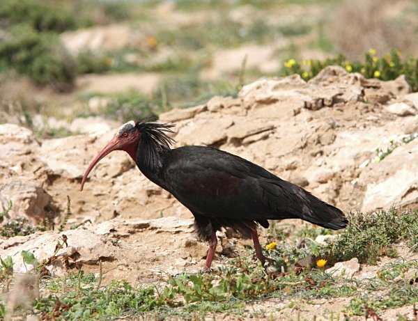 Bald Ibis - Morocco Birds