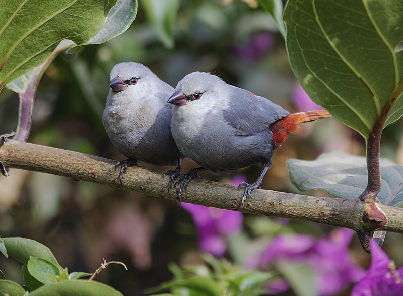 Lavender Waxbills. - The Gambia 2018