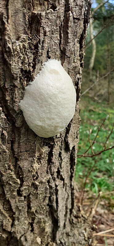 False Puffball