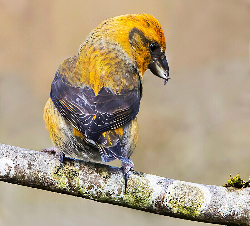 Crossbill - Crossbills