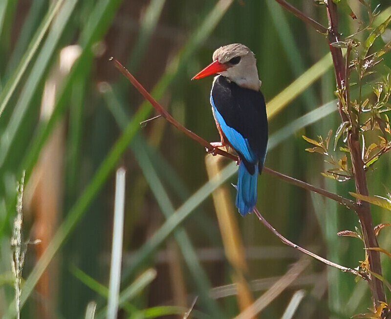 Grey Headed Kingfisher - The Gambia Januarry 2026