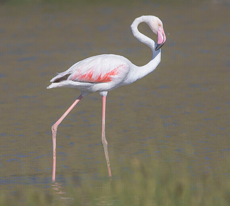 Greater Flamingo - Lesvos May 2022