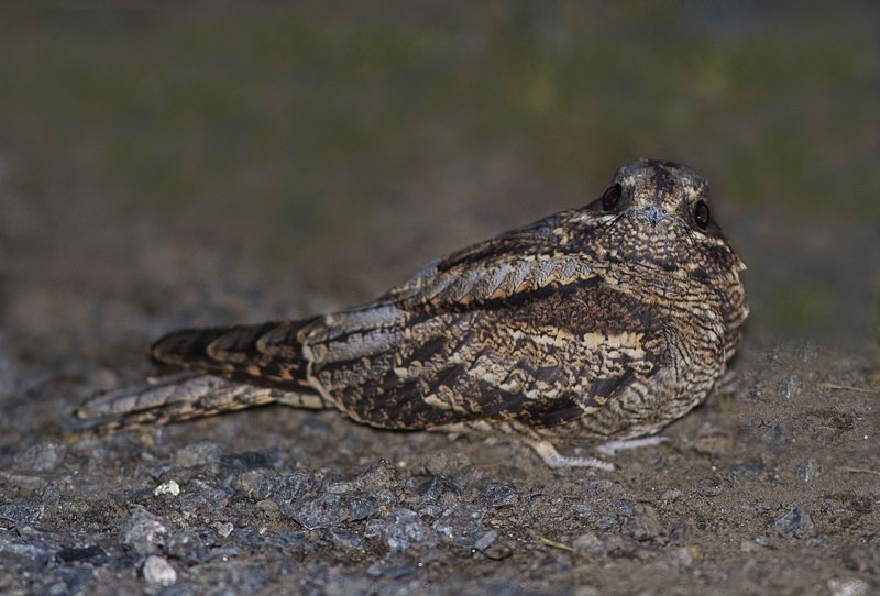 Nightjar - Nightjars