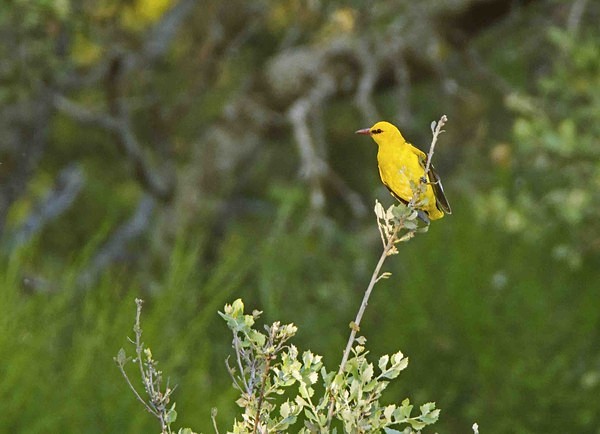 Golden Oriel - Extremadura, Spain