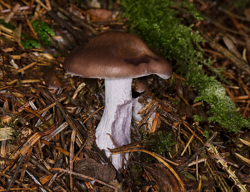 Wood Blewit - Caps