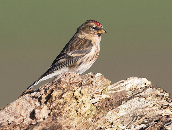 Lesser Redpoll - Middlewood Nature Reserve