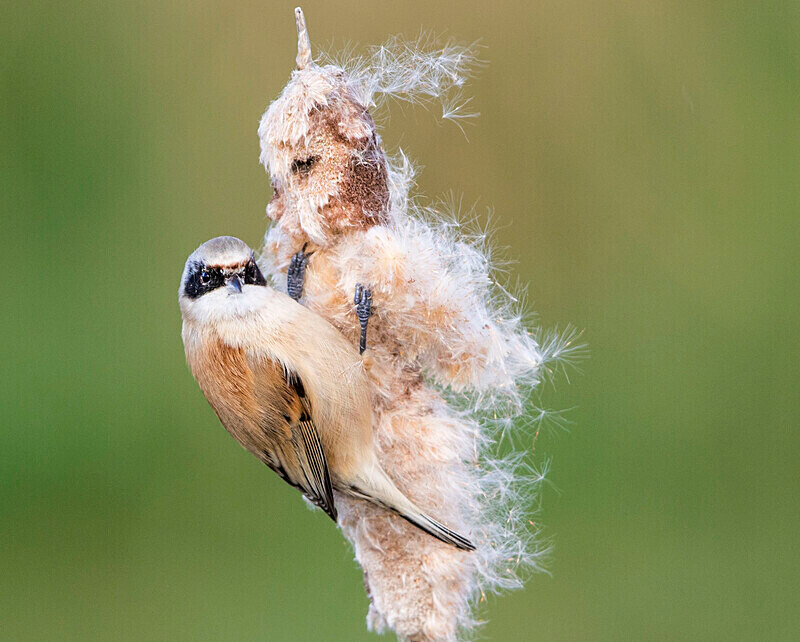 Male Penduline Tit - Crests & Tits