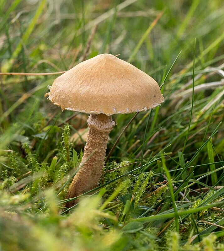 Earthy Webcap - Caps