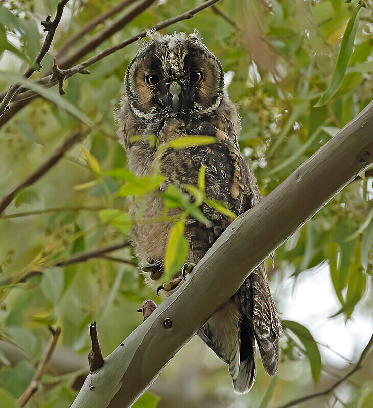 Long Eared Owlet - Lesvos 2025