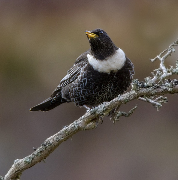 Male Ring Ouzel - Thrushes & Ouzels