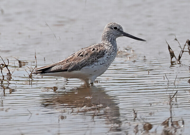 Terek Sandpiper - Lesvos 2025