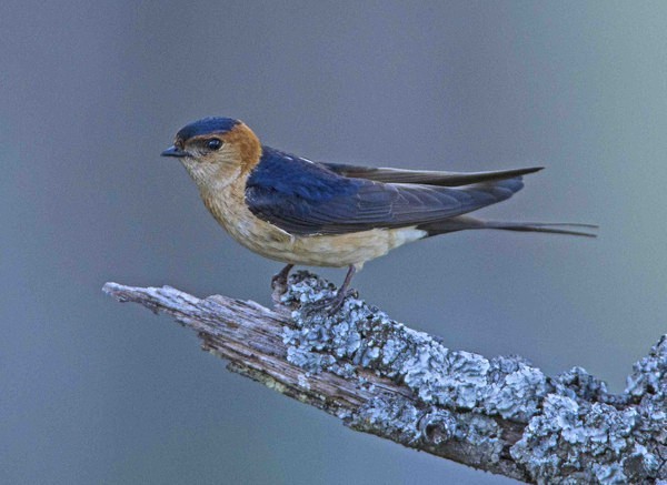 Red Rumped Swallow - Extremadura, Spain