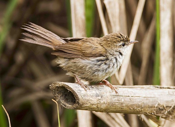 Cetti's Warbler - Extremadura, Spain