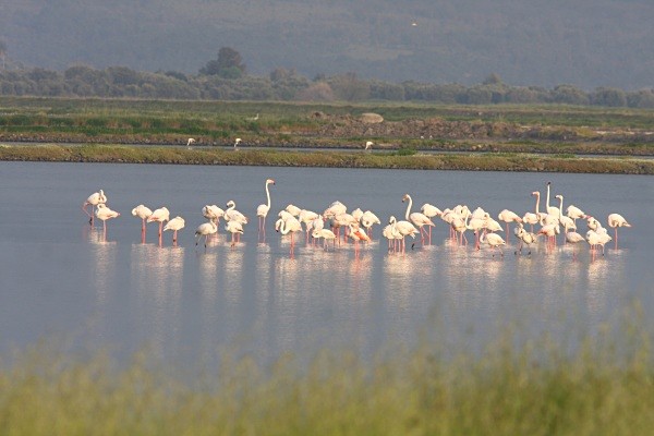 Greater Flamingoes - Lesvos 2011
