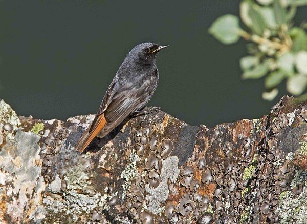 Black Redstart - Extremadura, Spain