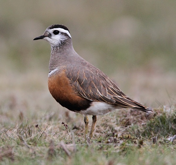 Dotterel - Waders and Plovers
