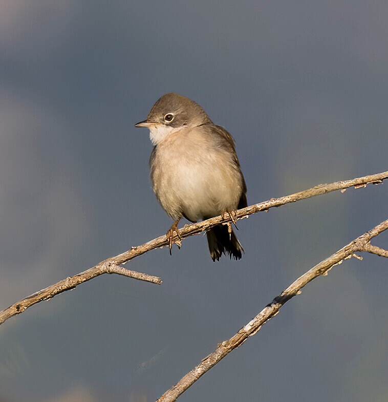 Lesser Whitethroat. - Lesvos April/May 2023