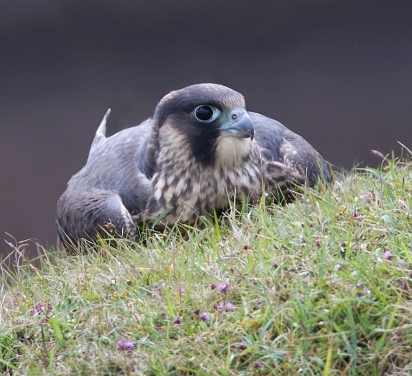 Juvenile Peregrine Falcon - Owls, Raptors, Corvids & Doves