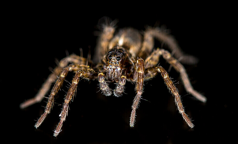 Wolf Spider - Images from the small world.
