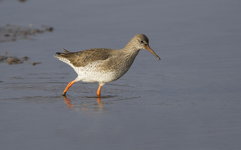 Redshank - Norfolk Winter 2016