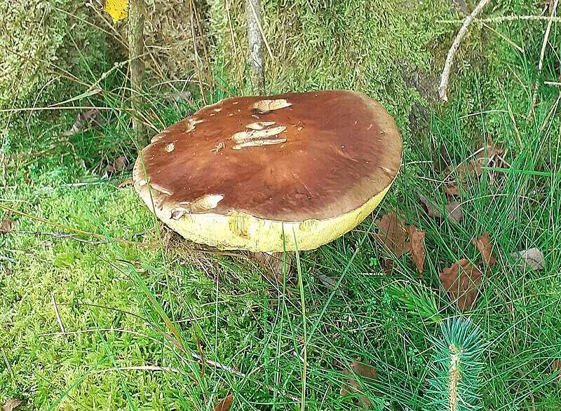 Bay Bolete - Boletes