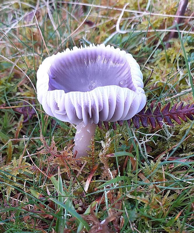 Yellow foot Waxcap - Waxcaps