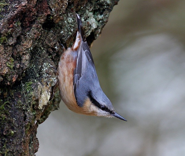 Nuthatch - Nuthatches & Treecreepers