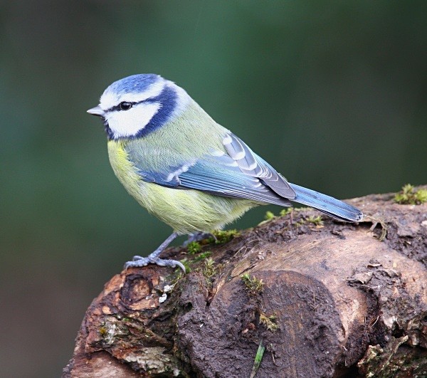 Blue Tit - Crests & Tits