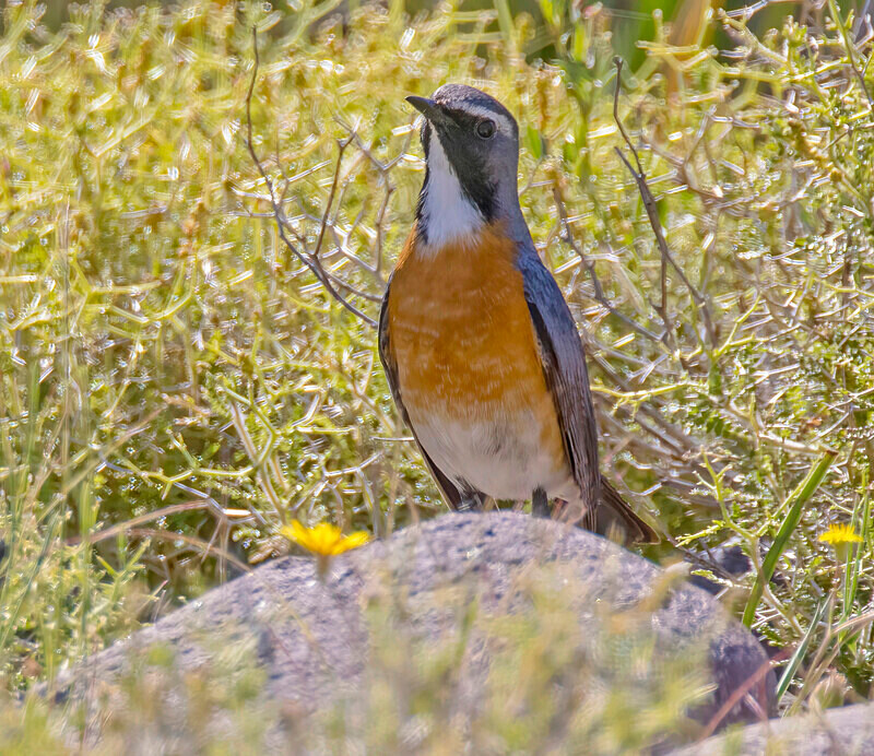 White Throated Robin. - Lesvos April/May 2023
