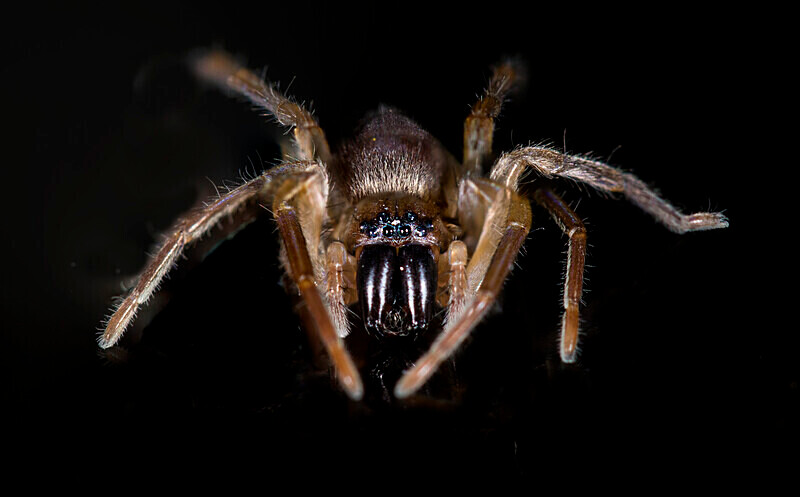 Sac Spider - Images from the small world.