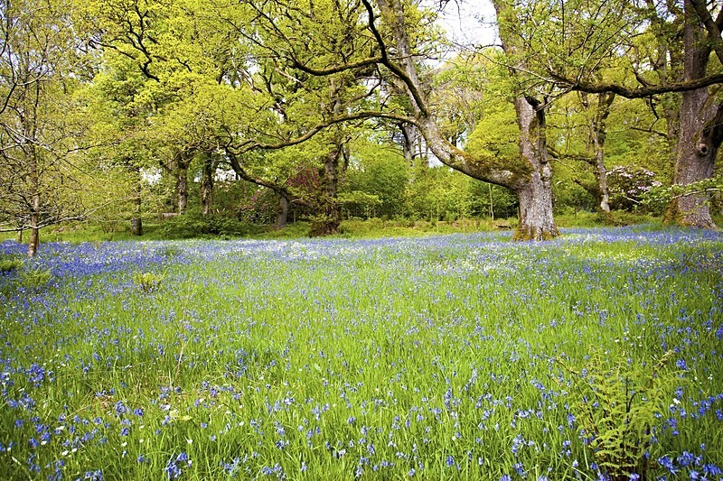 Bluebells - Mid Wales