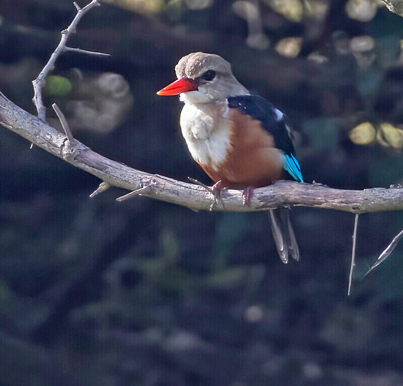 Grey Headed Kingfisher - The Gambia Nov/Dec 2023