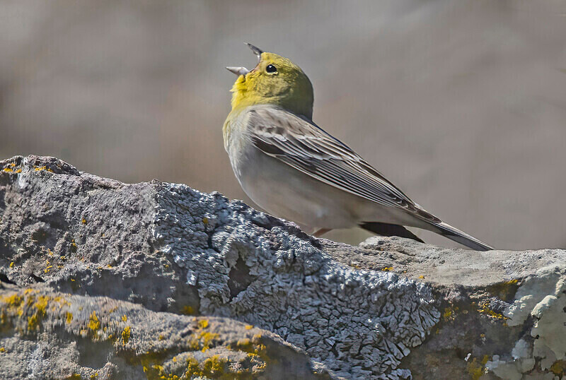 Cinereous Bunting. - Lesvos April/May 2023