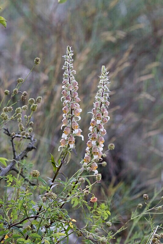 Digitalis lunara - Bulgaria and Romania 2019
