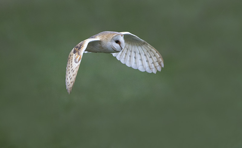 Barn Owl - Norfolk Winter 2016