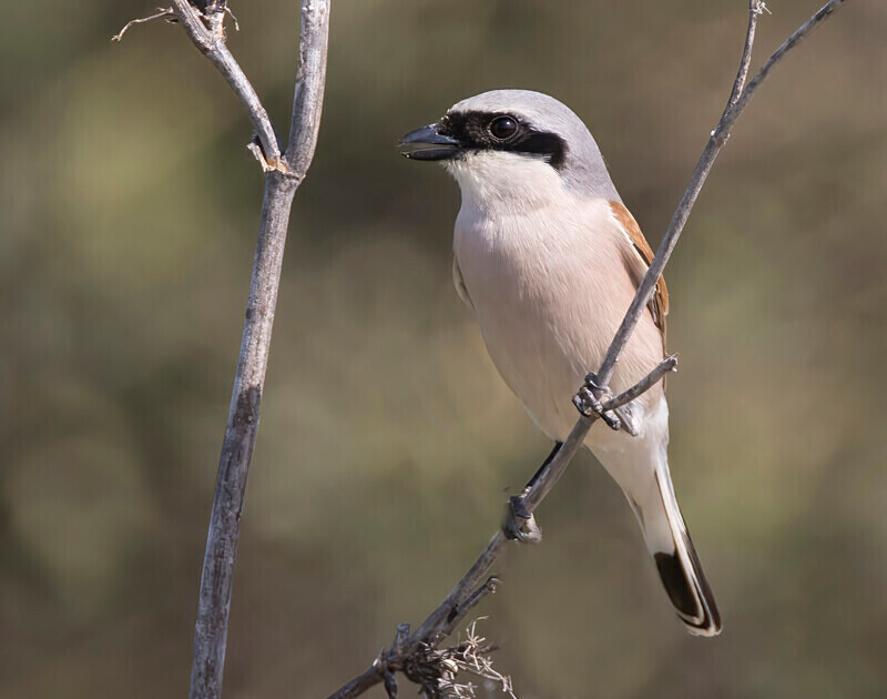 Red Backed Shrike. - Lesvos April/May 2023