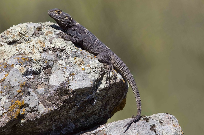 Starred Agama - Lesvos 2015