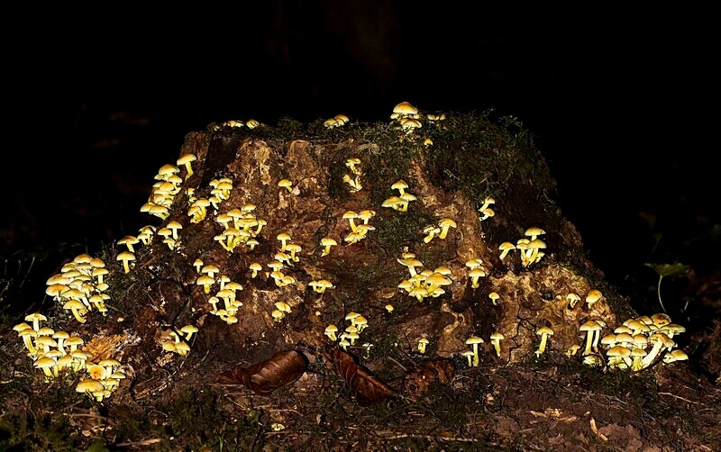 Sulphur Tuft - Caps