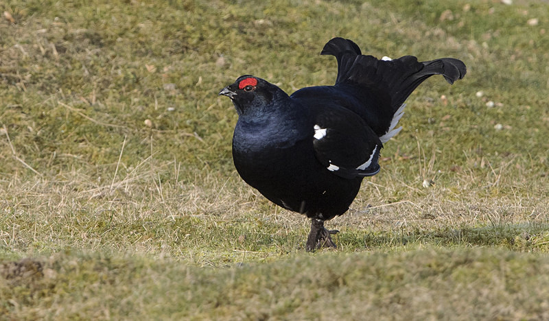 Black Grouse - Black Grouse