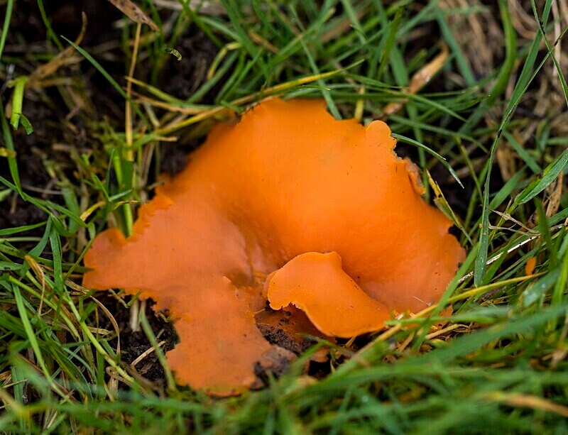 Orange Peel - Cups