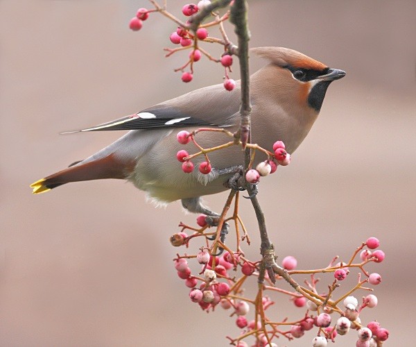 Waxwing - Cuckoos, Shrikes & Waxwings