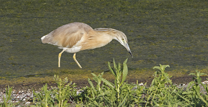 Squacco Heron. - Lesvos, Spring 2017