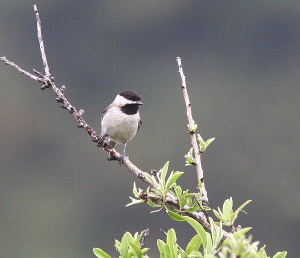 Sombre Tit - Lesvos 2011